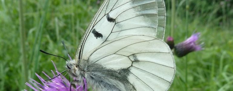 Clouded Apollo announced insect species of the year 2021