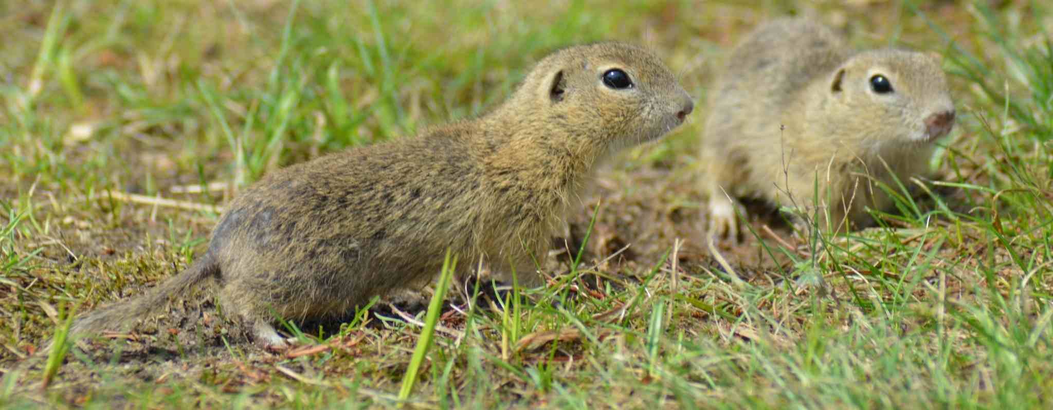 Sysli na Radouči, zdroj: ČSOP