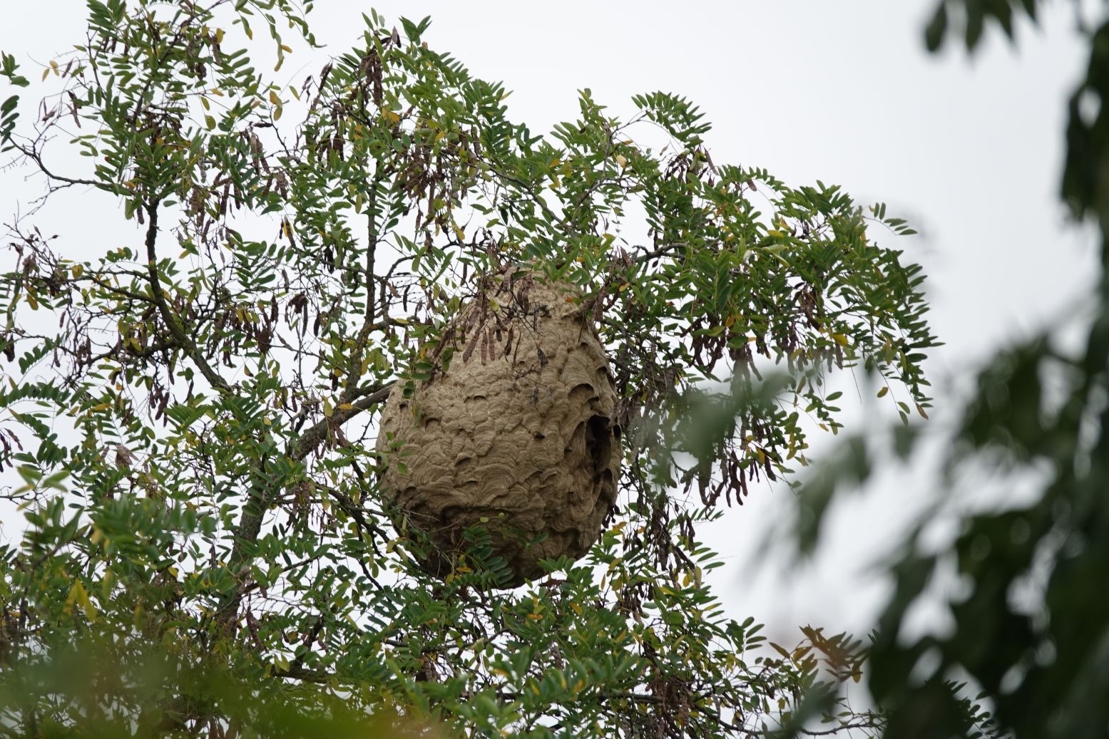 sršní hnízdo v Plzni, říjen 2023. Foto: Tomáš Görner
