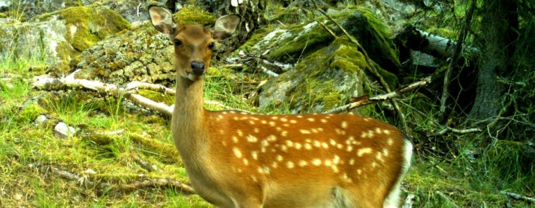 jelen sika, foto: Pavel Jaška