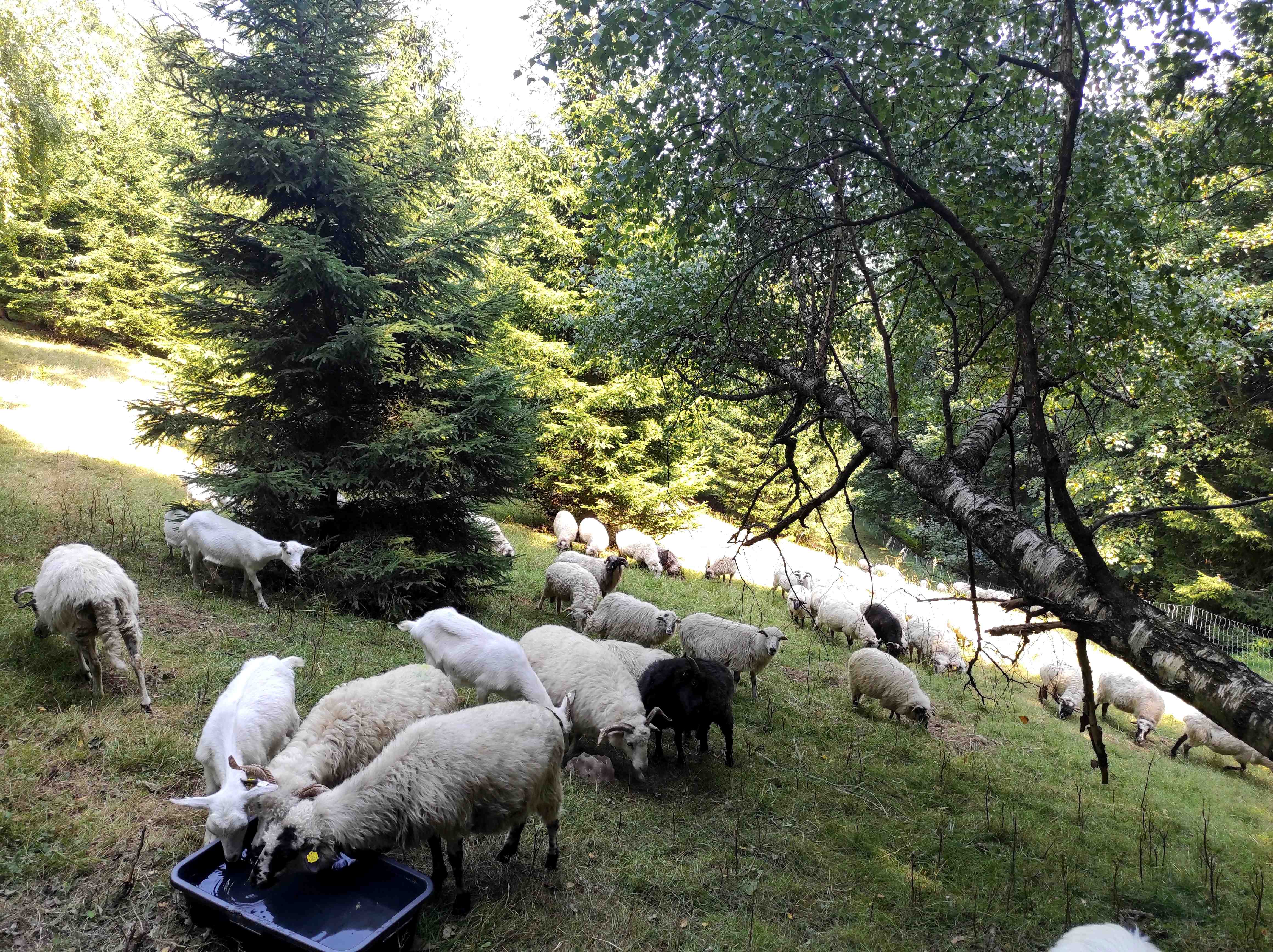 pastva ovcí a koz