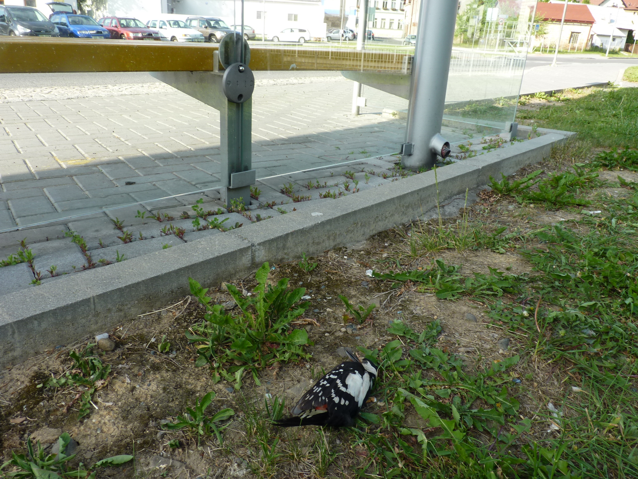 strakapoud uhynulý po nárazu do skleněné zastávky