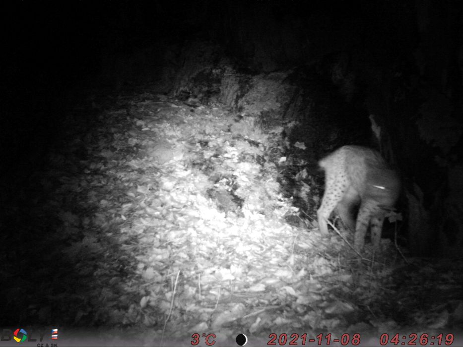 Rys byl zachycen na několika fotopastech