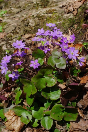 Jaterník podléška