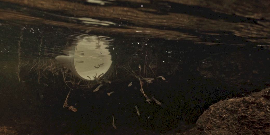 vypuštěný plůdek pstruha potočního v potoce (foto: Lesy ČR, s.p. Hradec Králové)