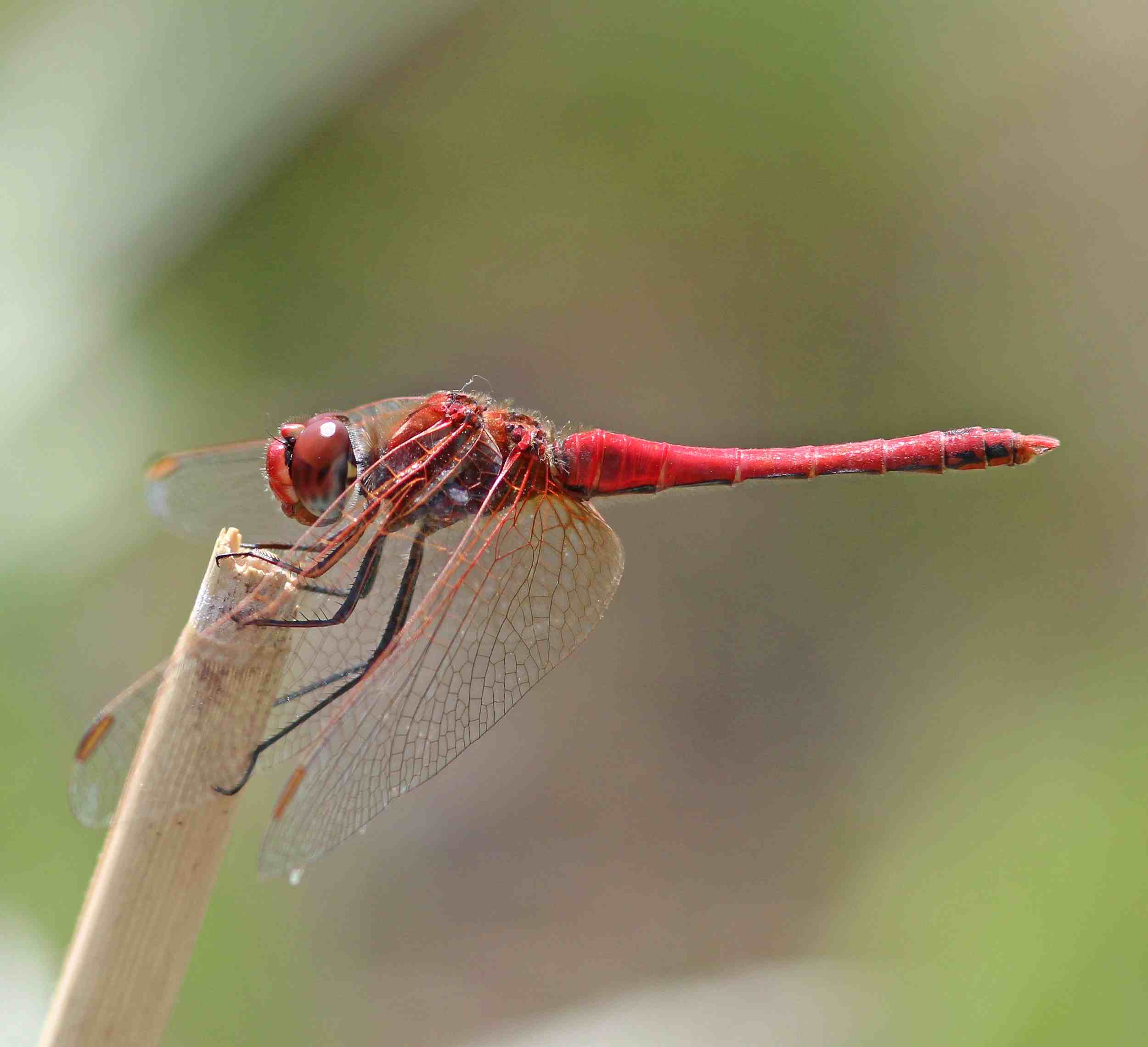(J. Neudert): Vážka jarní (Sympetrum fonscolombii).