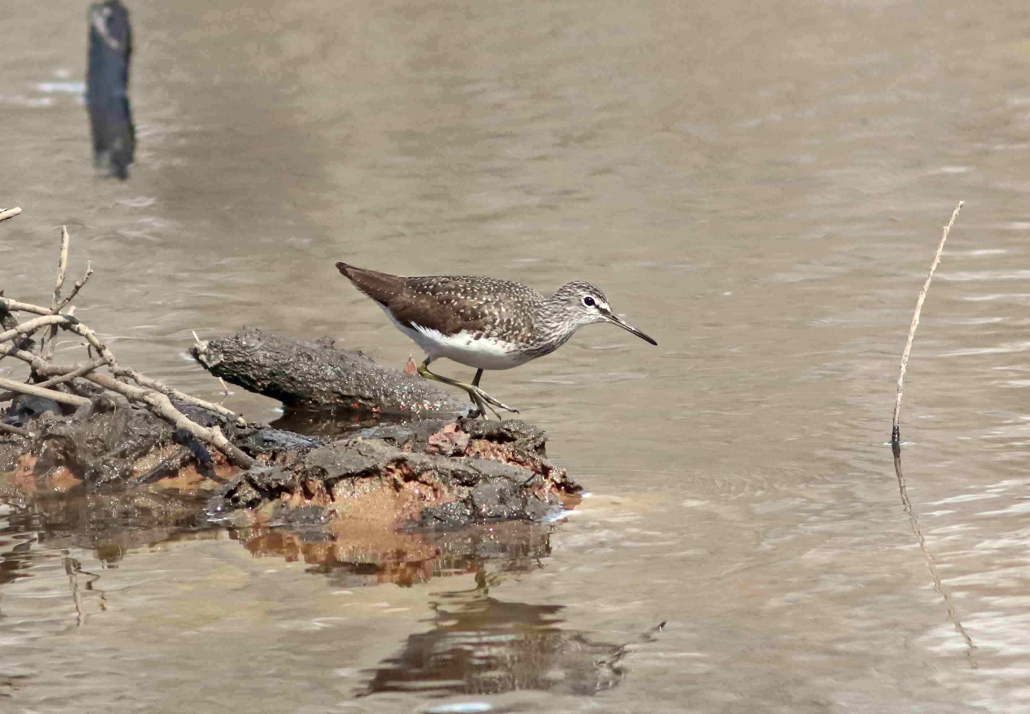 (J. Neudert): Vodouš kropenatý (Tringa ochropus).