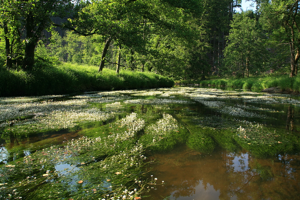Chrudimku u Přemilova v létě zdobí porost lakušníku.