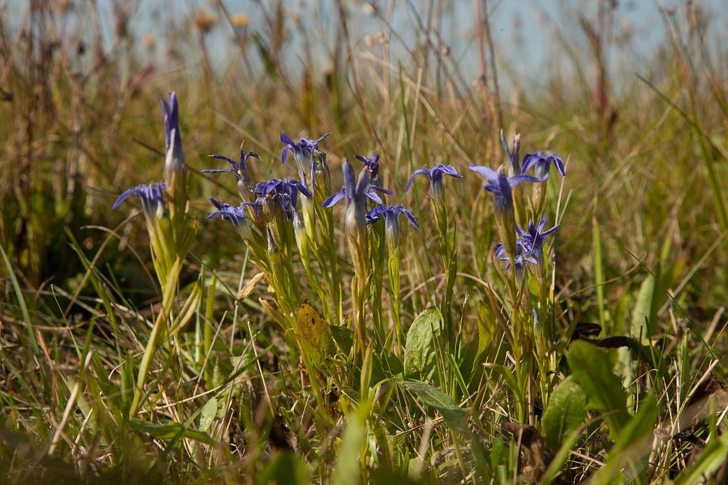 Hořec brvitý vykvétá na opukových stráních.