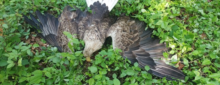 Mrtvá samice orla mořského